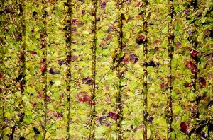 New grape waste burning plant 'delivers first fruits' Australian Tartaric Product (ATP)