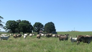 1024px-Murray_Grey_cows_and_calves