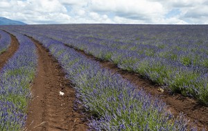 Port Arthur Lavender to boost Tasmania’s tourist and export prospects ...