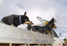 CSIRO & Padula Serums develop snakebite antivenom for man’s best friend