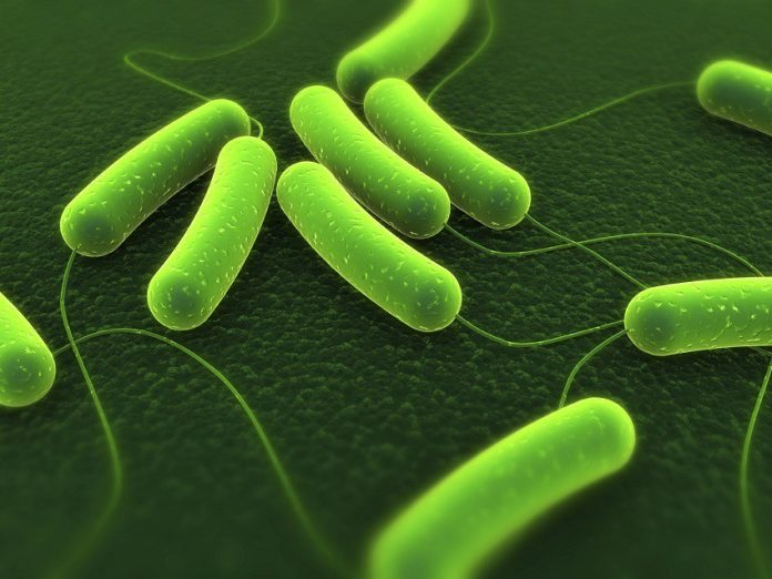 berkay-bacterium