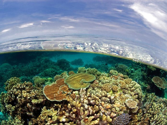 reef-web