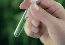 Cann Group falls victim to cyber attack