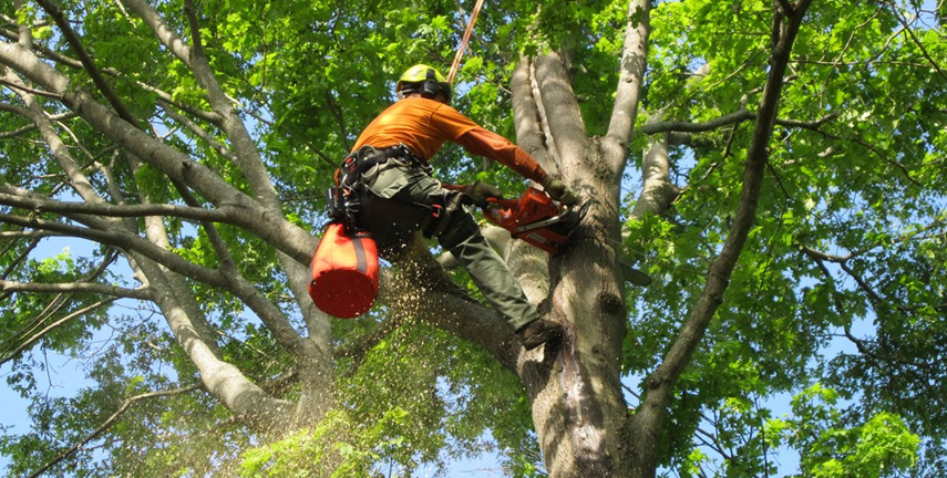 Tree Lopping Perth WA