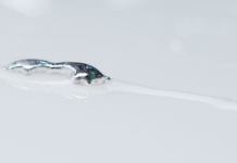 RMIT’s liquid metal breakthrough could revolutionise electronics