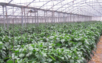 South Pacific Seeds set to build cutting-edge specialist seed processing hub in SA