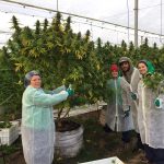 AusCann raises A$33.4m via share placement