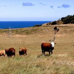 Meet processor Greenham to create 170 new jobs in the Latrobe Valley