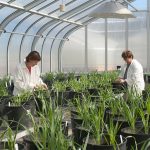 New partnership to boost SA’s agricultural research capability