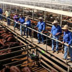 Qld Government releases new beef strategy to boost industry