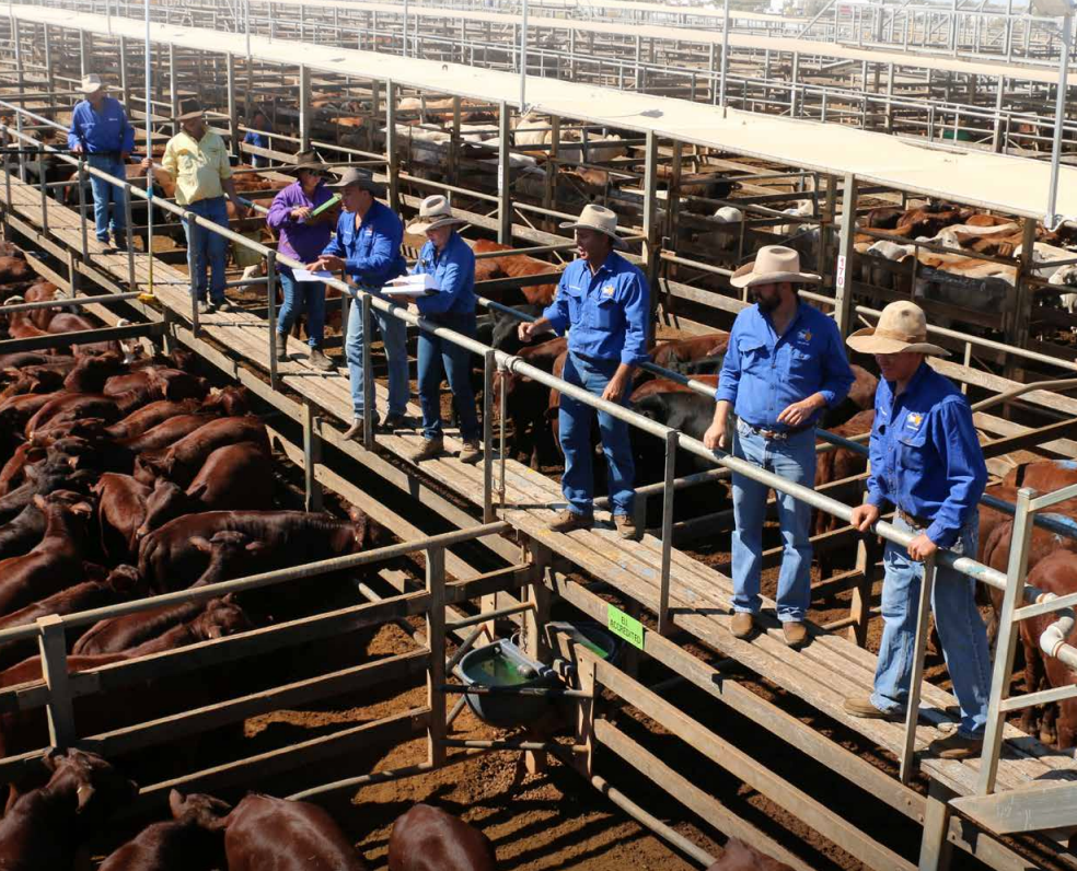 Qld Government releases new beef strategy to boost industry