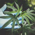 Major boost announced for Australia’s medicinal cannabis industry