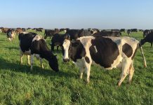 Beston invests in prized milk protein production