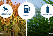 Grant supports sugarcane waste research for Burdekin biorefinery