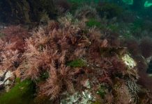 New seaweed feed project could create $140m industry in Australia