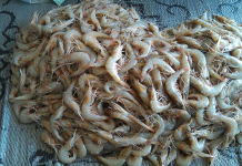 New study identifies aquaculture as Northern Australia’s boom industry