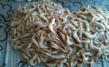 New study identifies aquaculture as Northern Australia’s boom industry