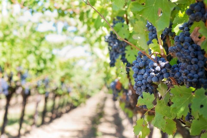 purple-grapes-553462_1280