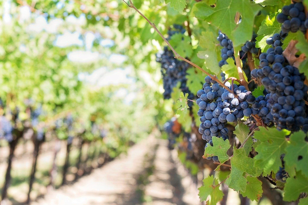 Australian Grape & Wine releases Vision 2050 to guide the industry’s