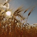 Nufarm to shut down its manufacturing site at Leverton