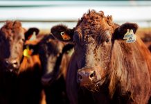 Australian wagyu beef gets its own world-first flavour wheel