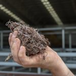 New Aussie company brings game-changing livestock feed additive to market