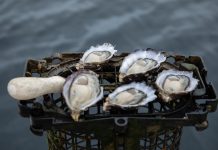 Tasmanian Oysters to leave their mark with AMCG funding