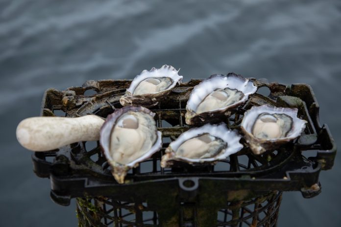 Tasmanian Oyster Co product