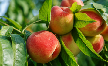 Aussie researchers to trial new sensor technology capable of spotting the sweetest summer fruit