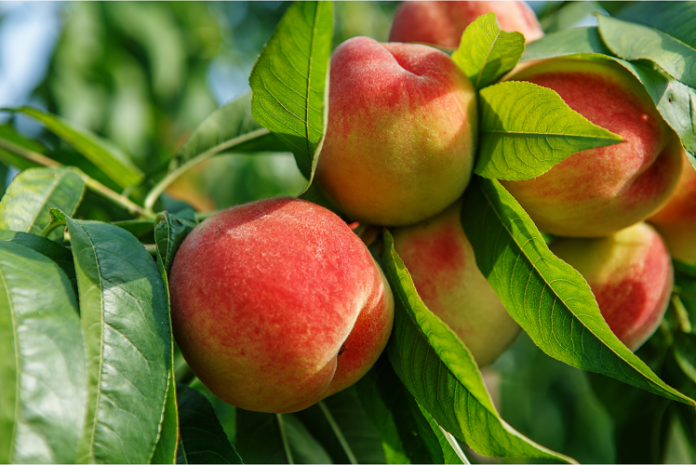 peach