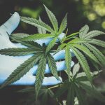 Cann Group receives $3.2M R&D refund for cannabis med manufacture