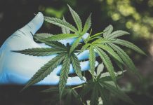 Cann Group receives $3.2M R&D refund for cannabis med manufacture