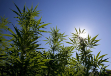 Murray Meds inks MoU with large Australian-based cannabis group