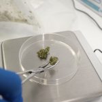 CSIRO now set to develop new medicinal cannabis products