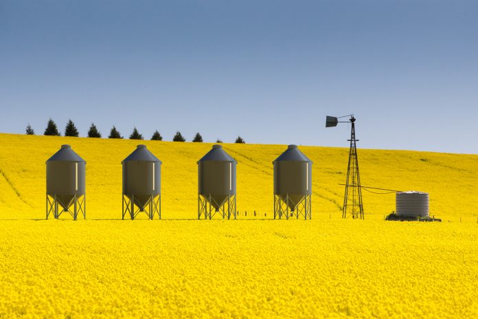Landscape of yellow canola fields near creative