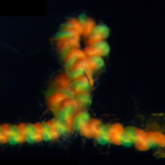 Micro muscles inspired by DNA supercoiling