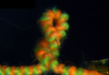 Micro muscles inspired by DNA supercoiling