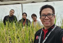 Dr Vito Butardo (far right) growing rice grains with members of the research team, Qurrat Ain, Arash Jamalabadi and Achini Herath (back left to right)