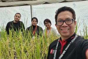Dr Vito Butardo (far right) growing rice grains with members of the research team, Qurrat Ain, Arash Jamalabadi and Achini Herath (back left to right)