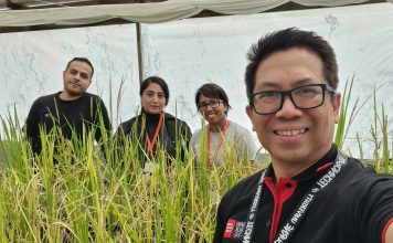 ‘Light of a million suns’ key to unlocking secrets of healthier and safer rice Dr Vito Butardo (far right) growing rice grains with members of the research team, Qurrat Ain, Arash Jamalabadi and Achini Herath (back left to right)