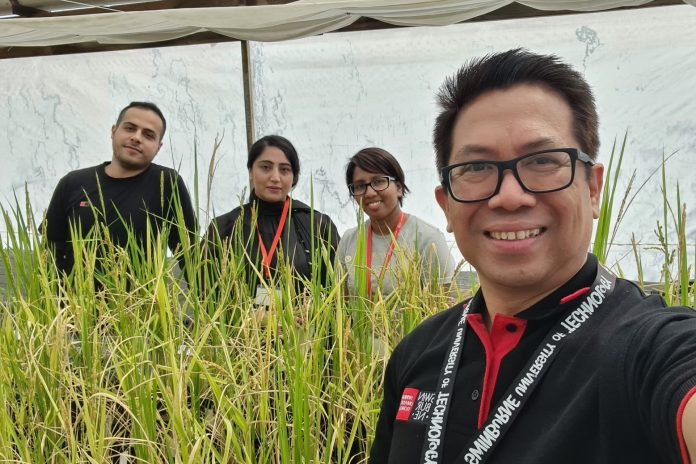Dr Vito Butardo (far right) growing rice grains with members of the research team, Qurrat Ain, Arash Jamalabadi and Achini Herath (back left to right)
