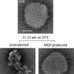 Transmission electron microscopy (TEM) images by Dr Ruhani Singh and Dr Jacinta White