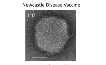Transmission electron microscopy (TEM) images by Dr Ruhani Singh and Dr Jacinta White