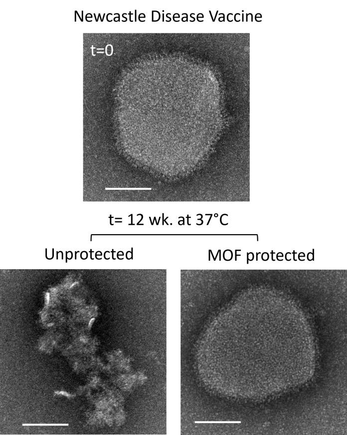 Transmission electron microscopy (TEM) images by Dr Ruhani Singh and Dr Jacinta White