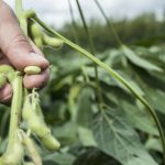 GrainCorp partners with CSIRO and v2food on $4.4m plant-based protein research