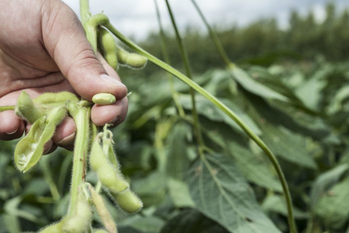 Soybean_RS5049_13884638070_c50d98d40a_o-980x653