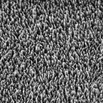 Bacteria-shredding insect wings inspire new antibacterial packaging