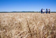 CSIRO announces $90m investment to accelerate Australia’s low-emissions transition