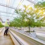 Cann Group to reinvest $4.3m R&D tax incentive rebate