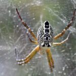 World wide web: global database of spider silk to aid development of biomaterials